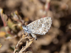 Theclinesthes serpentata