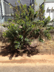 Xanthostemon verticillatus