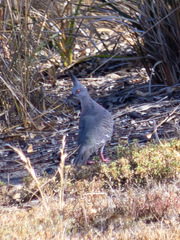Ocyphaps lophotes