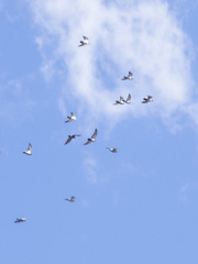 Columba livia domestica