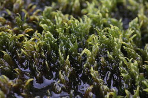warnstorfia moss (Warnstorfia fluitans var. fluitans)