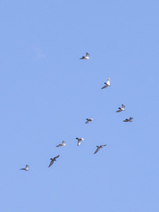 Columba livia domestica