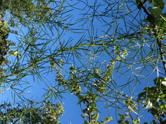 Asparagus verticillatus