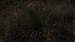 Dasylirion parryanum