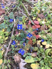 Veronica triphyllos
