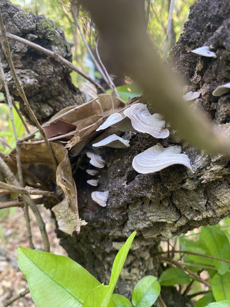 Trametes villosa