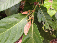 Ficus congesta