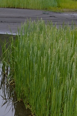 Poa eminens