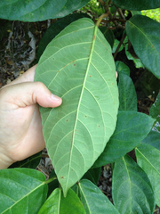 Ficus congesta