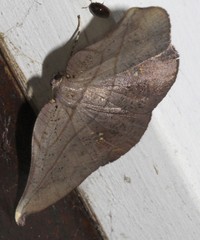 Xenomusa metallica