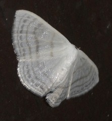 Problepsis clemens