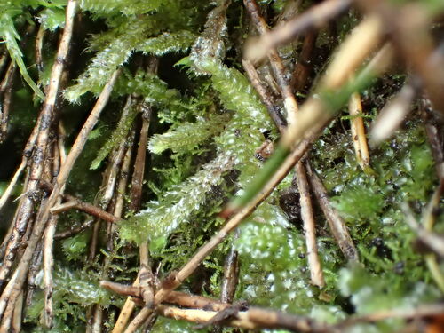 Balantiopsis tumida