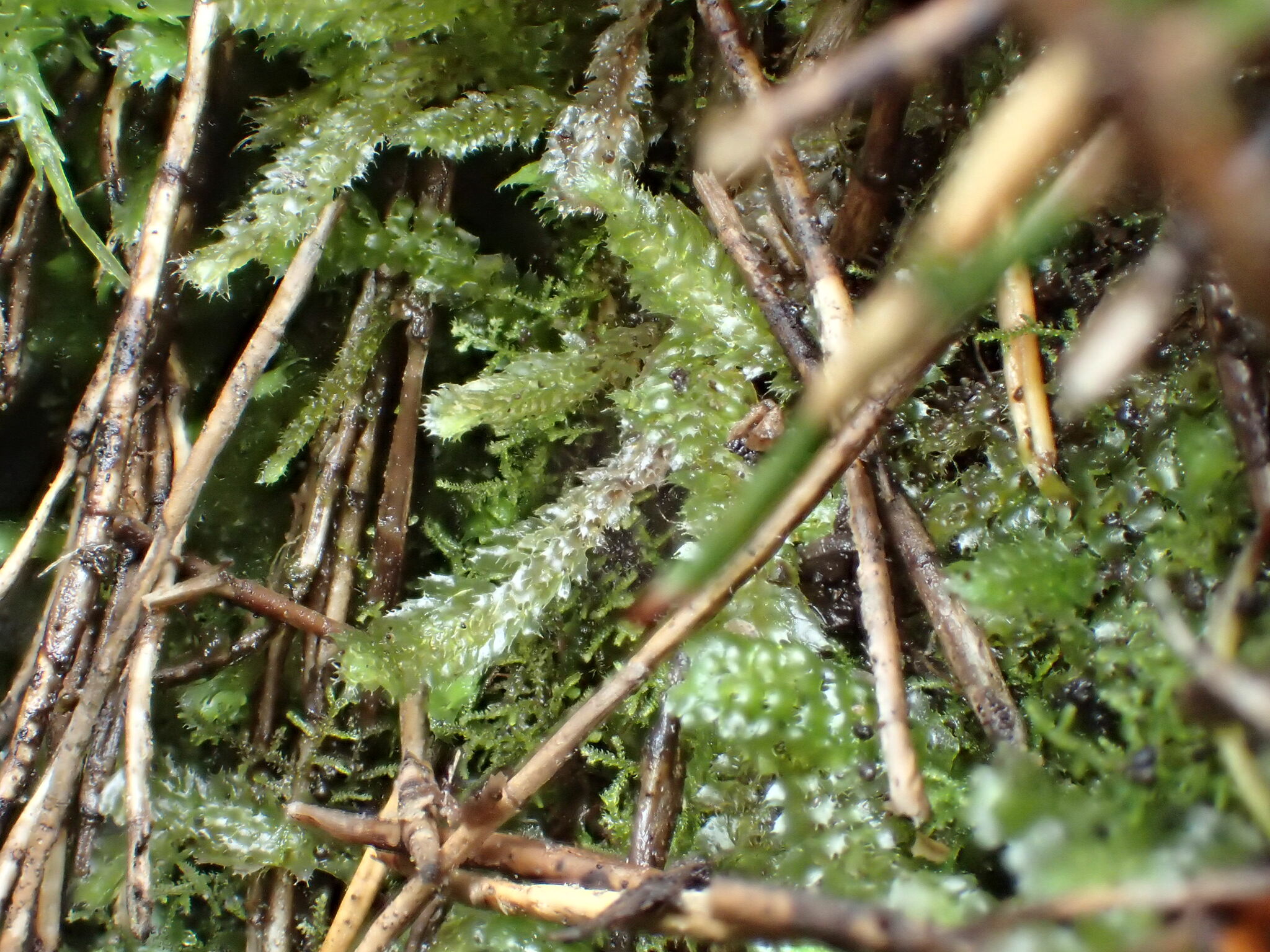 Balantiopsis tumida