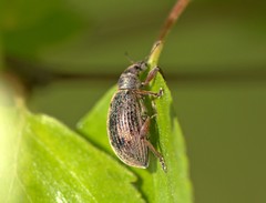 Polydrusus mollis