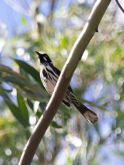Phylidonyris novaehollandiae