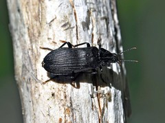 Melandrya dubia