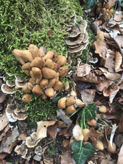 Coprinellus micaceus