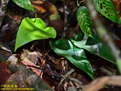 Mickelopteris cordata