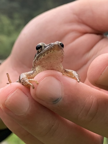 Rana longicrus