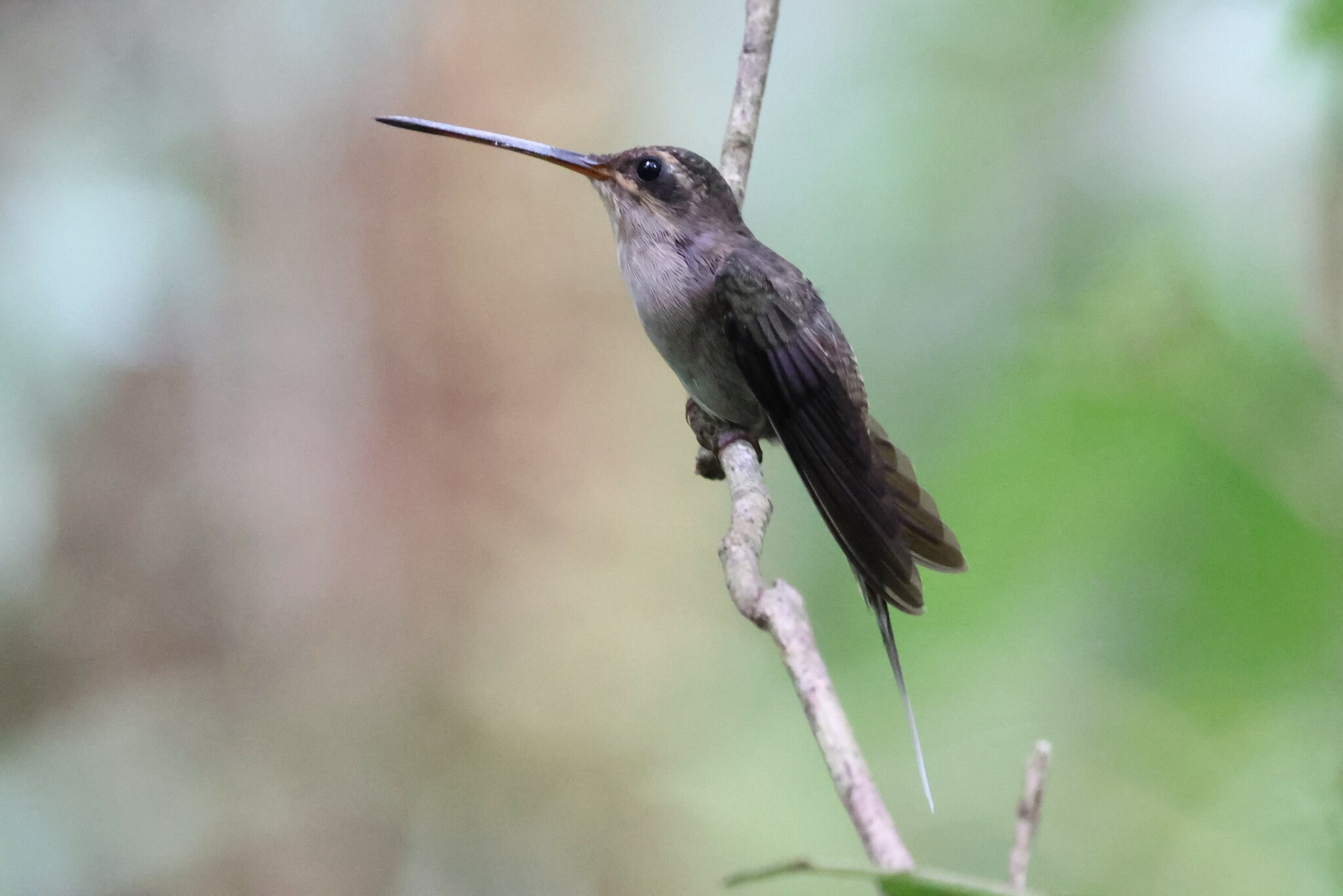 Straight-billed Hermit (Phaethornis bourcieri), photo 4