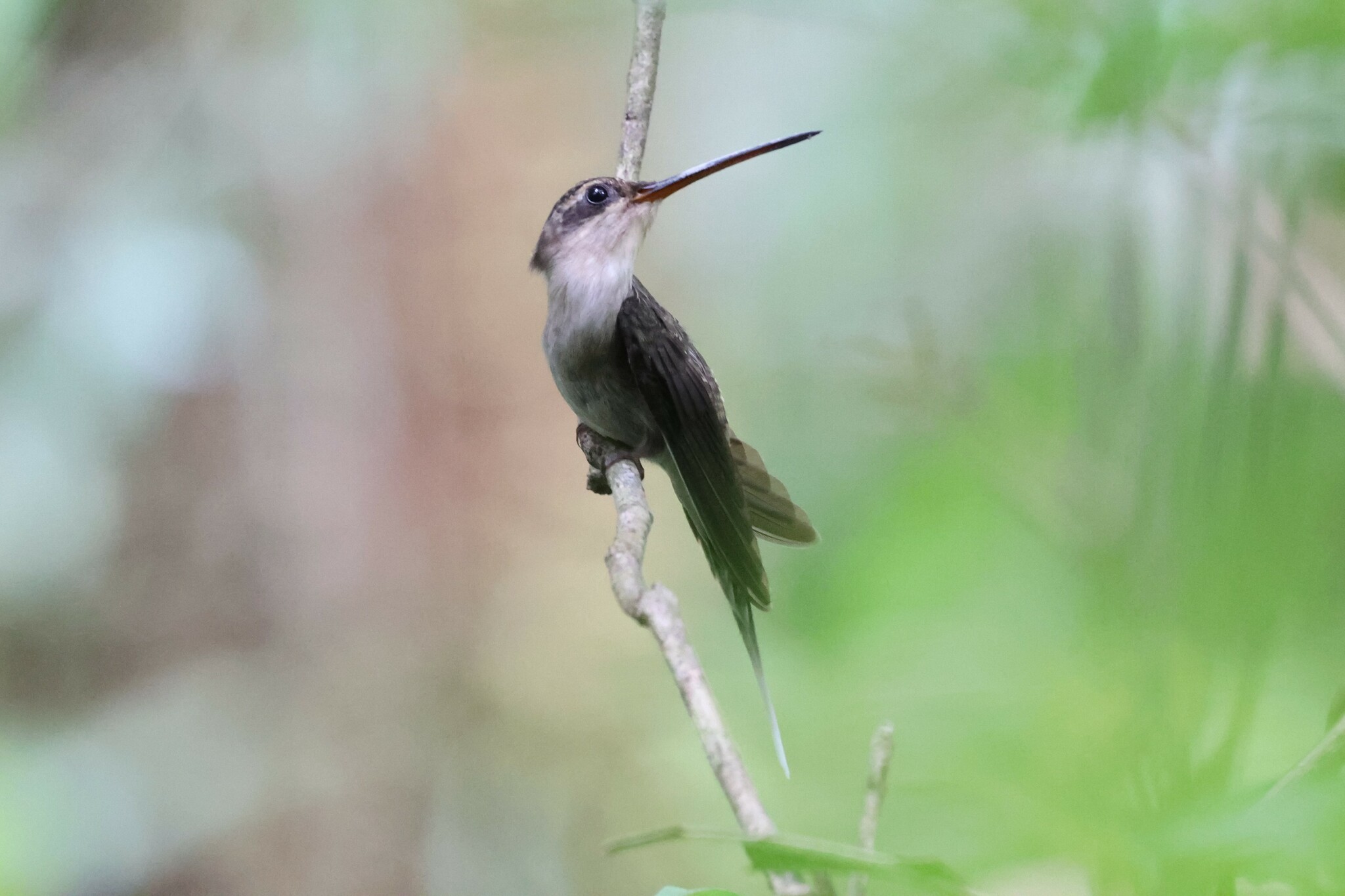 Straight-billed Hermit (Phaethornis bourcieri), photo 5
