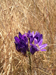 Triteleia laxa
