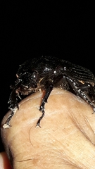 Phileurini