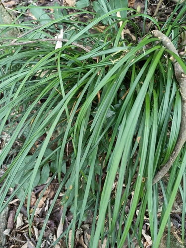 Ophiopogon reversus, photograph 3