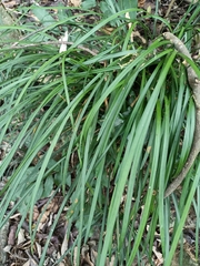 Ophiopogon reversus, photograph (c) 五色鳥, some rights reserved (CC BY)