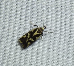 Epithymema incomposita