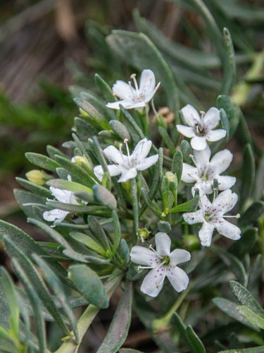 Myoporum parvifolium