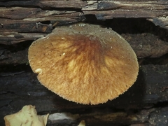 Pluteus umbrosus