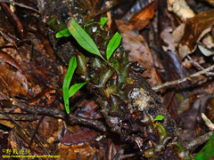 Lecanopteris sinuosa