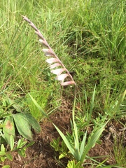 Gladiolus densiflorus