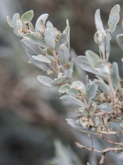 Atriplex semibaccata