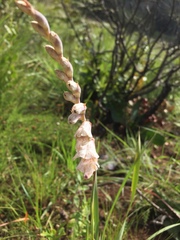 Gladiolus densiflorus