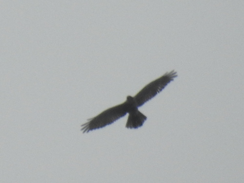 Butastur indicus