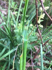 Kniphofia coralligemma