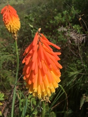 Kniphofia coralligemma