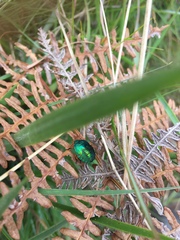 Erachtheus lutulentus