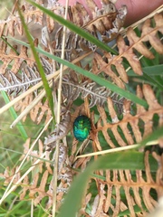 Erachtheus lutulentus