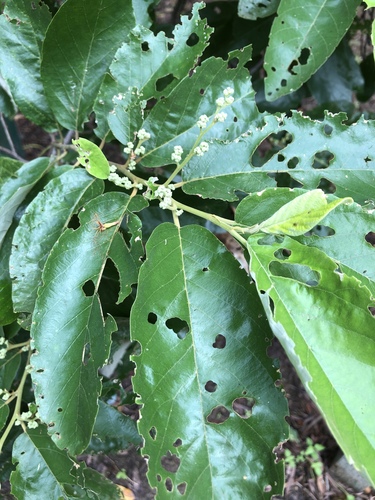 Alphitonia excelsa