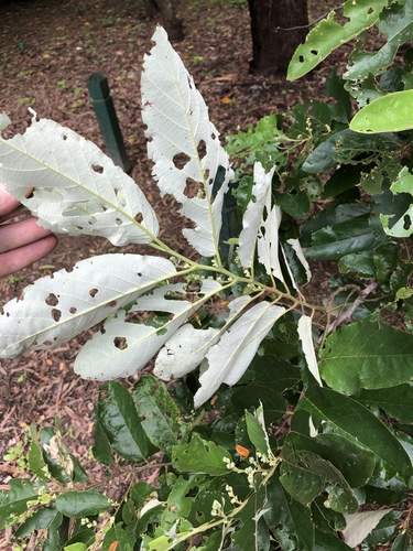 Alphitonia excelsa
