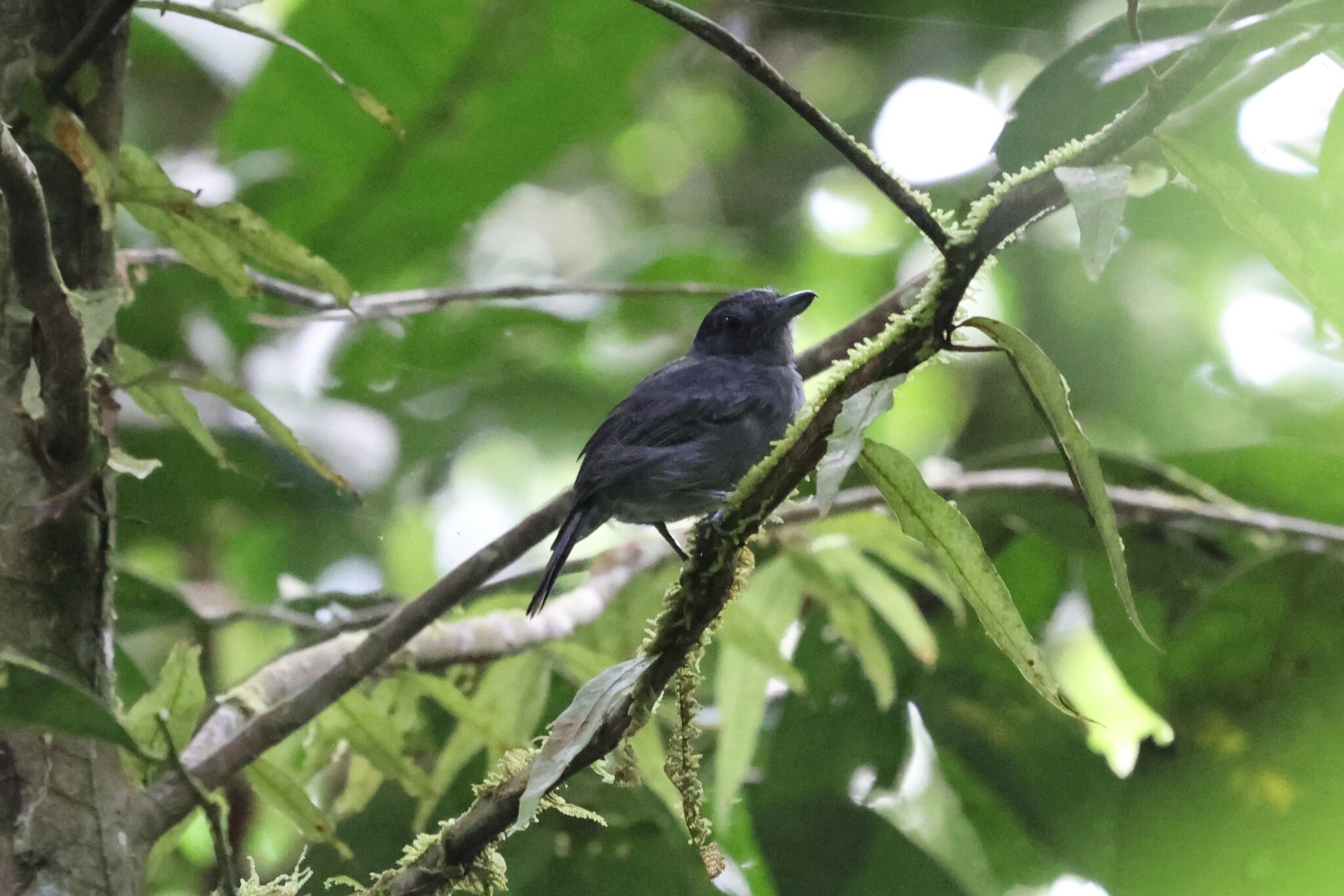 Plain-winged Antshrike (Thamnophilus schistaceus), photo 1
