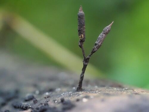 Xylaria apiculata