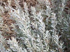 Atriplex semibaccata