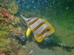 Chelmon rostratus