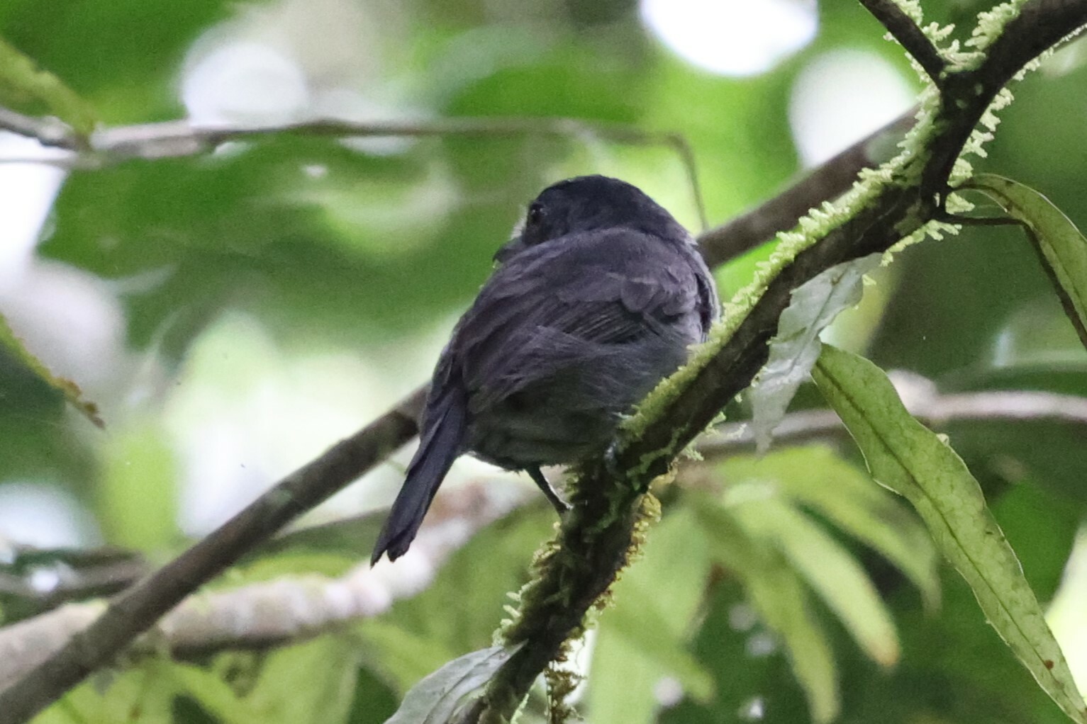 Plain-winged Antshrike (Thamnophilus schistaceus), photo 2