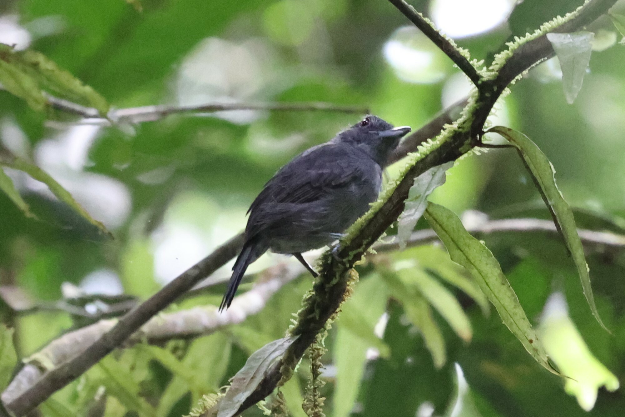 Plain-winged Antshrike (Thamnophilus schistaceus), photo 3