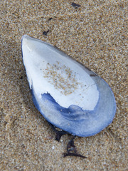 Mytilus